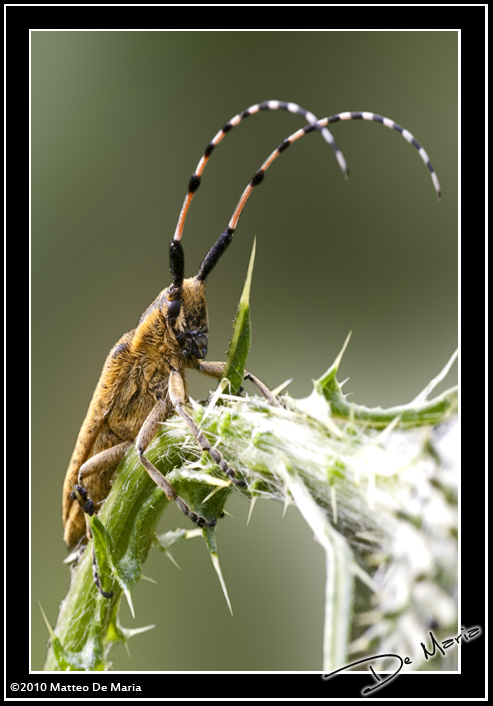 Insetto peloso: Agapanthia sicula malmerendii (Cerambycidae)